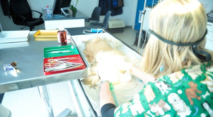 dierenarts info