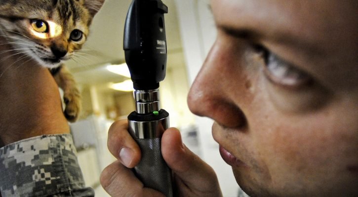 Worden de kosten van dierenarts vergoed