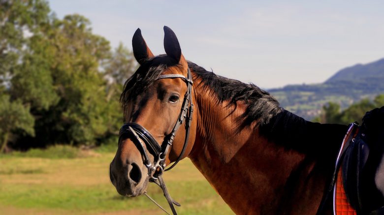 zweet dekens paard